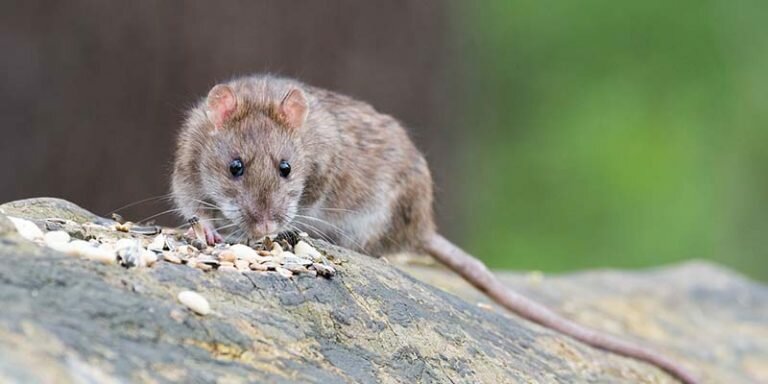 Tikus Got