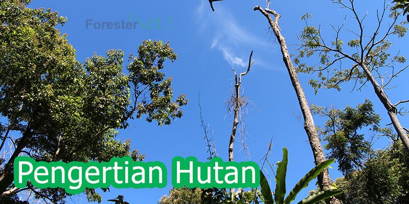 Pengertian Hutan