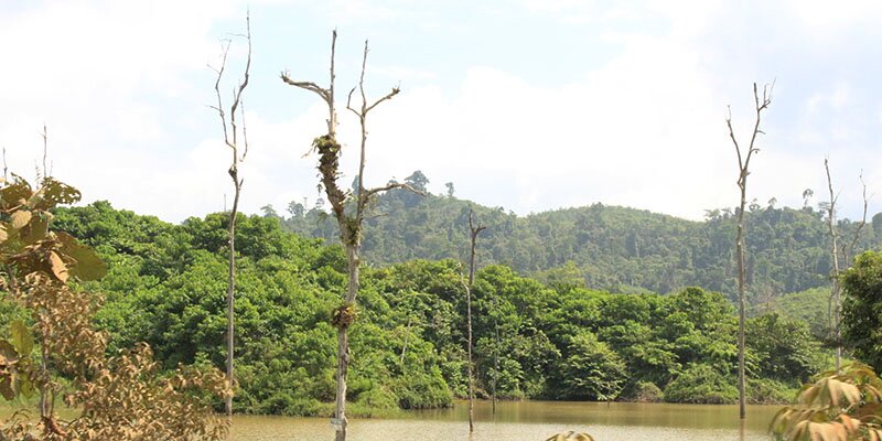 Pengertian Hutan Berdasarkan Aspek Ekologi