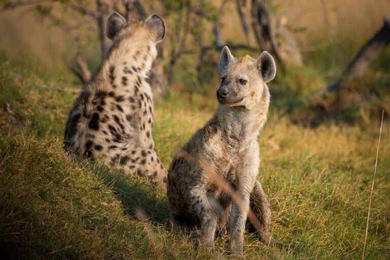 Hyena Africa