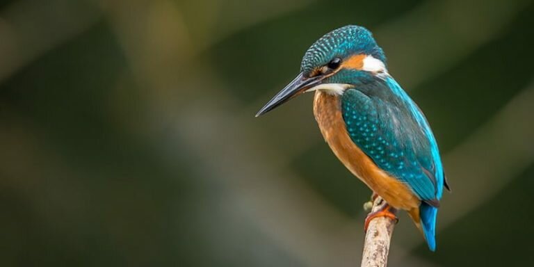 Foto Burung via pexels.com