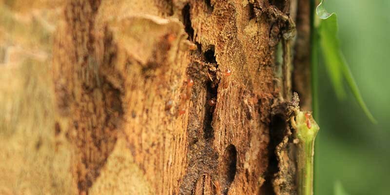 Kayu yang terjangkit hama rayap Kayu yang terjangkit hama rayap