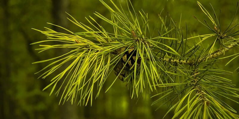 Daun Pinus