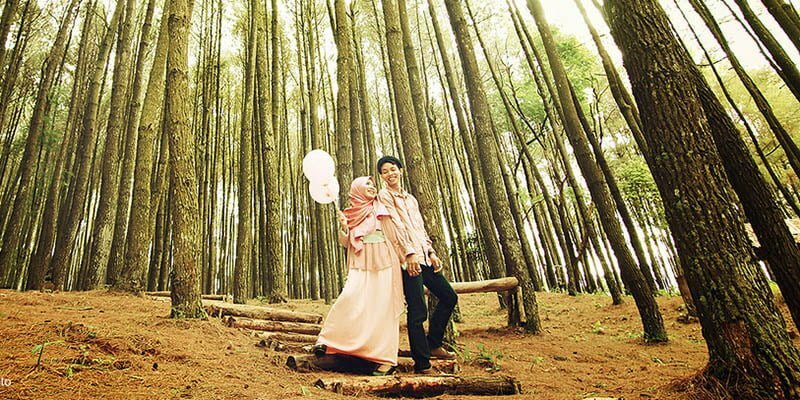 Hutan Pinus Imogori