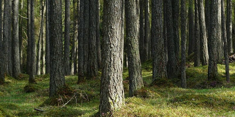 Hutan Pinus