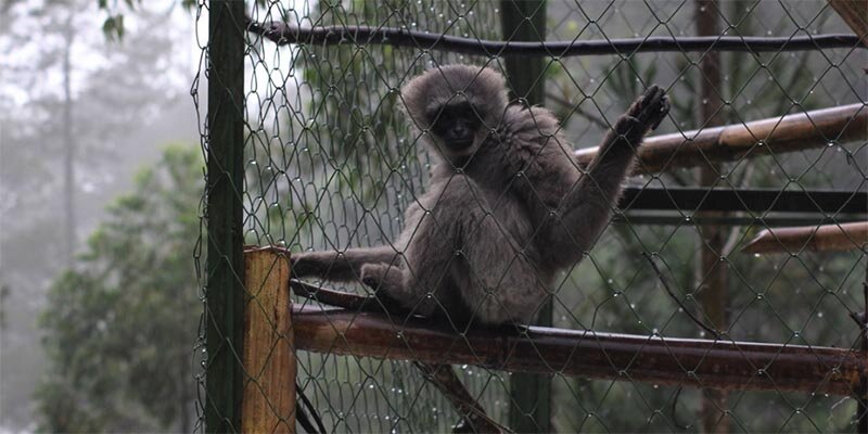 Pusat Rehabilitasi Owa Jawa