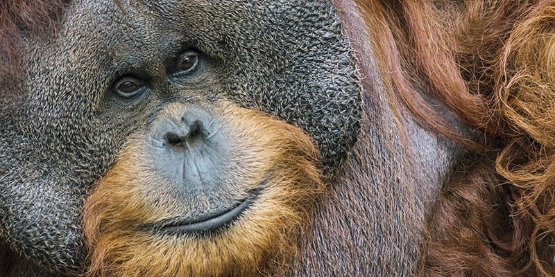 Orang Utan Kalimantan