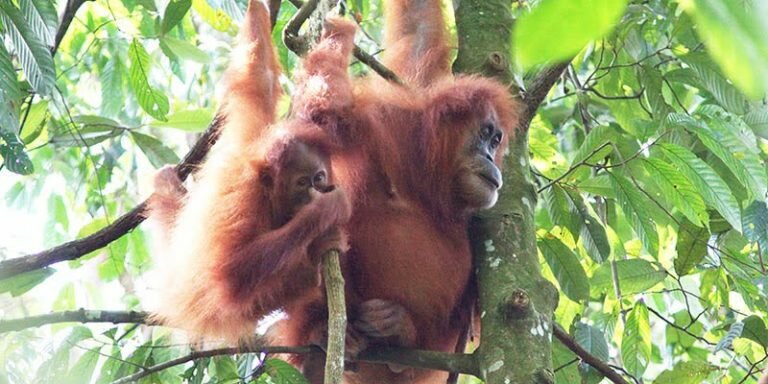 Orang Utan Sumatera