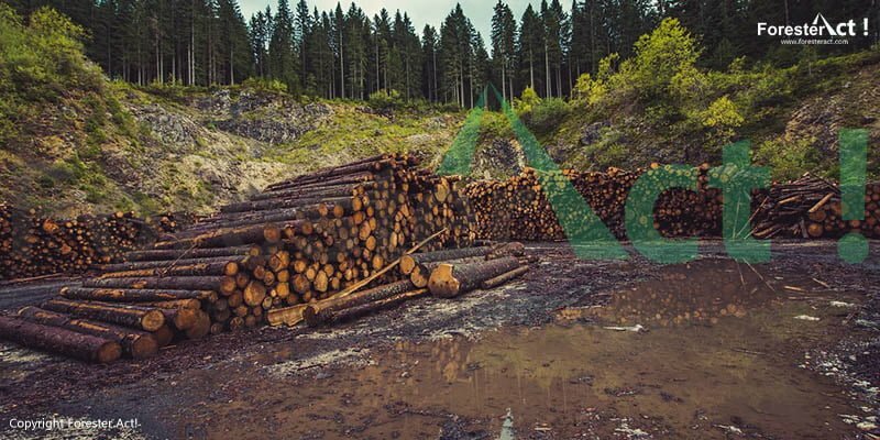 Hutan Produksi