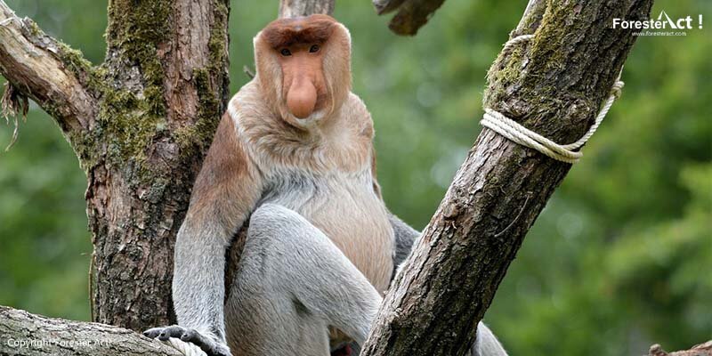 Bekantan (Nasalis larvatus)