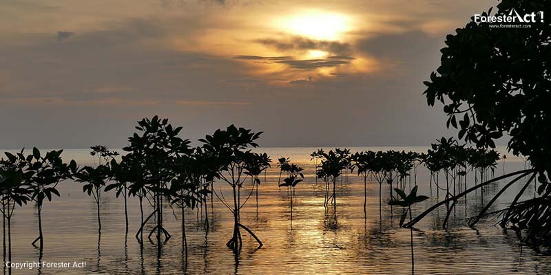 Ekosistem Hutan Mangrove