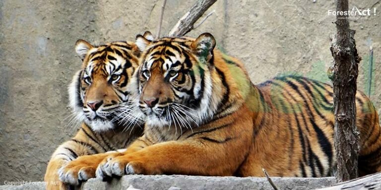 Anakan Harimau Sumatera
