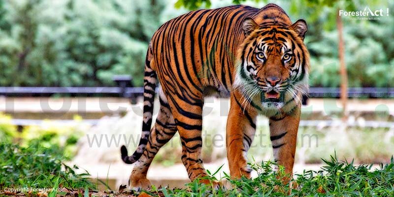 Harimau Sumatera Harimau Sumatera