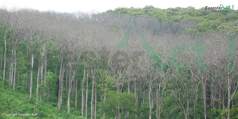 Daun Pohon Jati