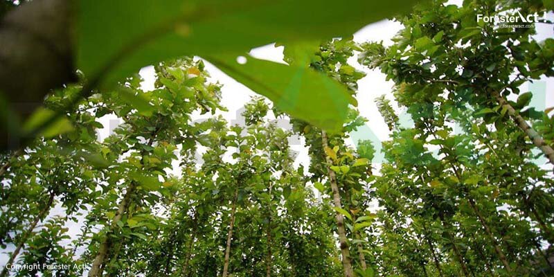 Hutan Tanaman Jati