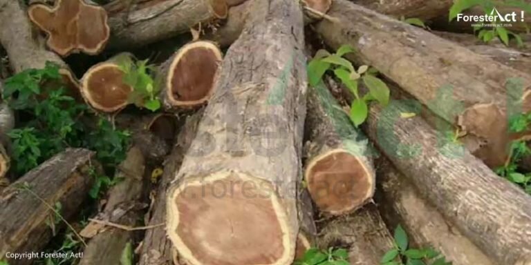 Kayu Pohon Jati yang Sangat Bagus