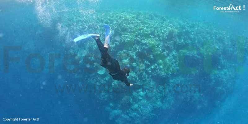 Keindahan-Alam-Bawah-Laut-Bunaken