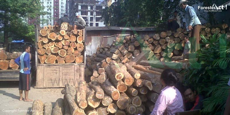 Penjualan Kayu Jati
