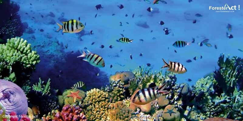 Terumbu-Karang-Bunaken-yang-Masih-Terjaga