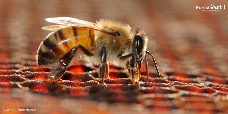 Lebah Apis dorsata - sumber: freepik.com Lebah Apis dorsata - sumber: freepik.com