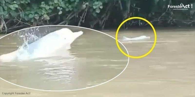 Lumba-lumba Putih di Sungai Kualuh- sumber: bali.tribunnews.com
