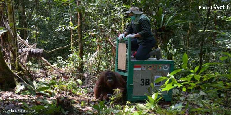 Pelpasliaran Orang Utan di TNBBBR
