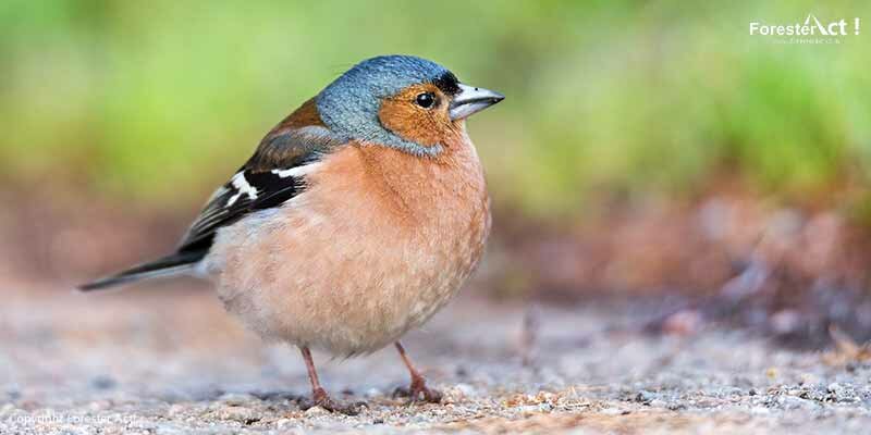Adaptasi pada Burung Finch