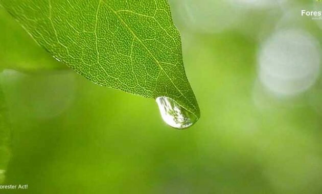 Pentingnya Hidrologi Hutan