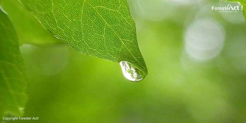 Pentingnya Hidrologi Hutan