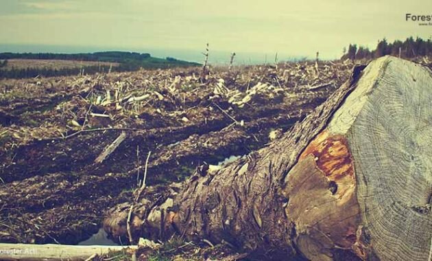 Ilustrasi Gambar Deforestasi pada Hutan