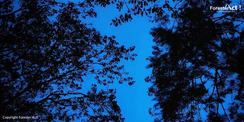 Tutupan Tajuk di Hutan Hujan Tropis