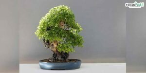 Bonsai (pixabay.com)