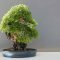 Bonsai (pixabay.com)