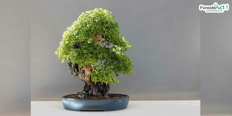 Bonsai (pixabay.com) Bonsai (pixabay.com)