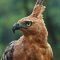 Elang Jawa (pinterest.com)
