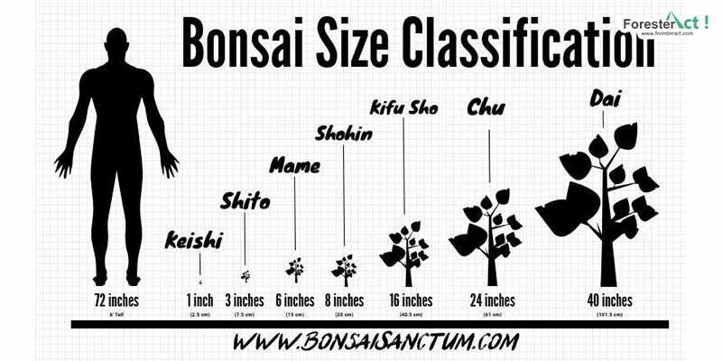 Klasifikasi Ukuran Bonsai (pinterest.com) Klasifikasi Ukuran Bonsai (pinterest.com)