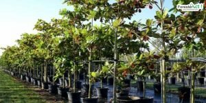 Pohon ketapang (kumparan.com)
