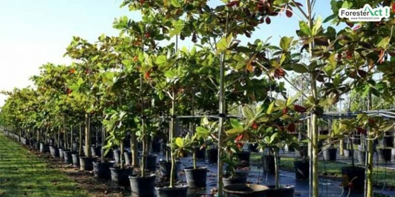 Pohon ketapang (kumparan.com)
