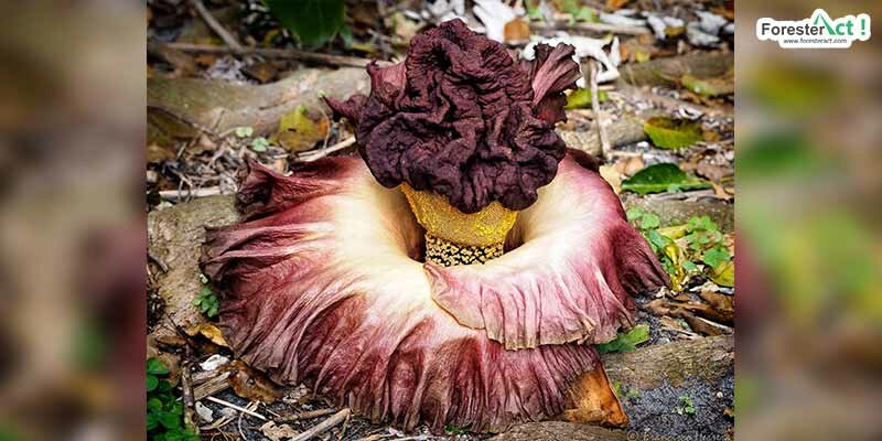 Amorphophallus peoniifolius (pinterest.com) Amorphophallus peoniifolius (pinterest.com)