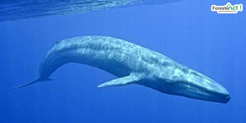 Balaenoptera musculus (instagram.com)