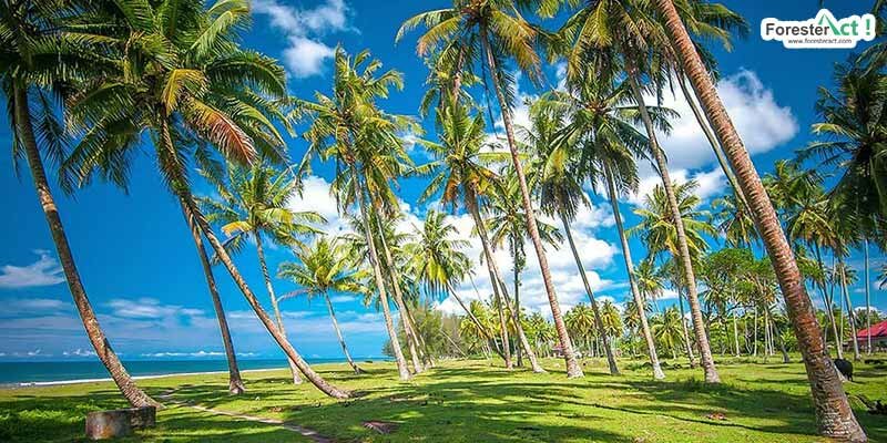 Pohon Kelapa Pantai Katapiang