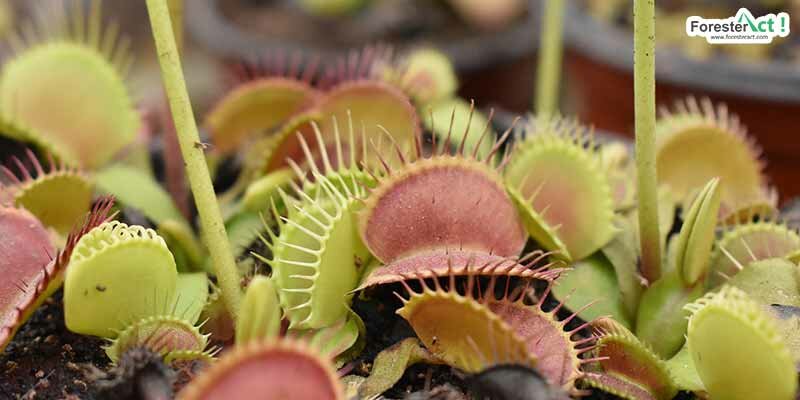 Venus flytrap (pixabay.com)
