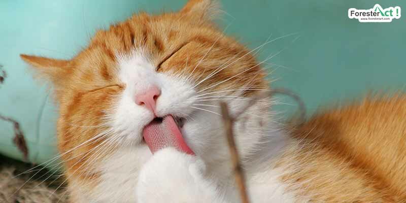 Kucing (pixabay.com)