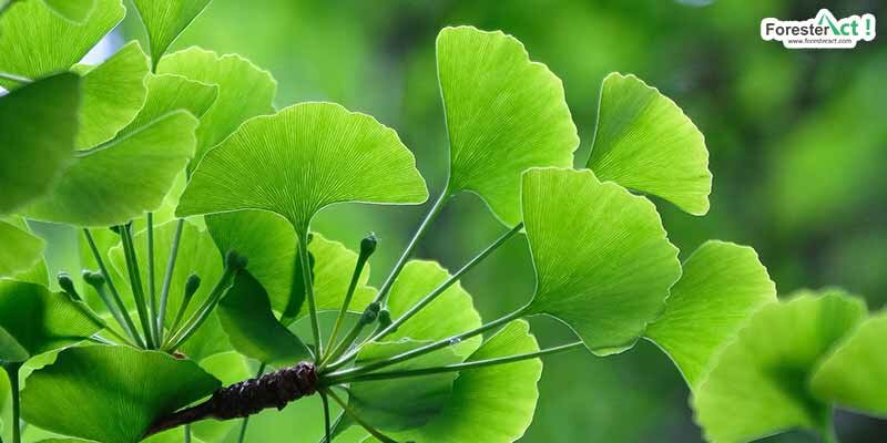 Ginkgo biloba (pixabay.com) Ginkgo biloba (pixabay.com)