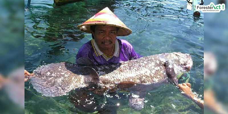 Penemuan ikan Coelacanth