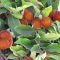Buah Bisbul (pinterest.com)