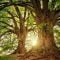Pohon (pixabay.com)
