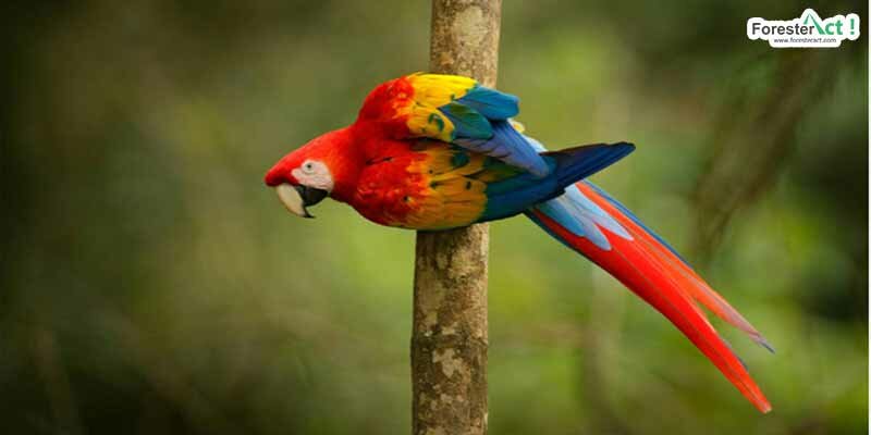 Burung Beo