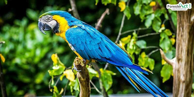 Fakta Menarik Burung Beo (radea.co) Fakta Menarik Burung Beo