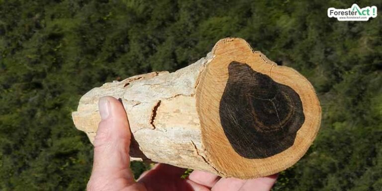 Kayu Eboni